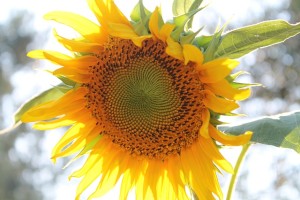 sunflower-840931_640